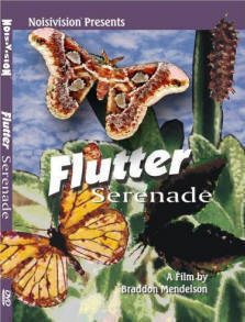 flutter_big