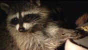 “Raccoon Platoon”